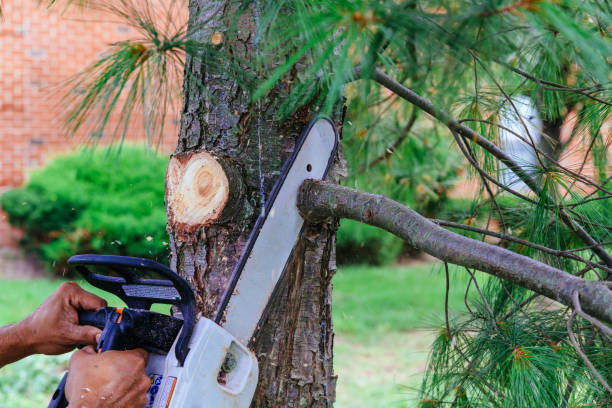 Best Hedge Trimming  in Toast, NC